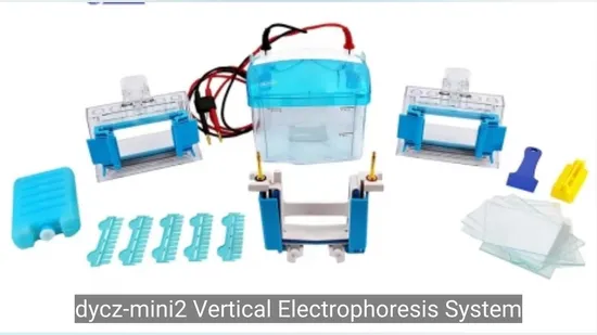 Dycz-24f Lab Biological Protein Analyzer Vertical Electrophoresis Machine